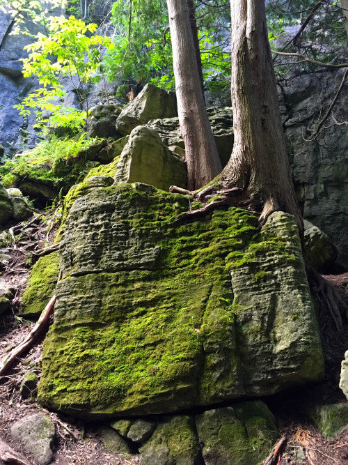 Spider Webs, Dew Drops and Moss