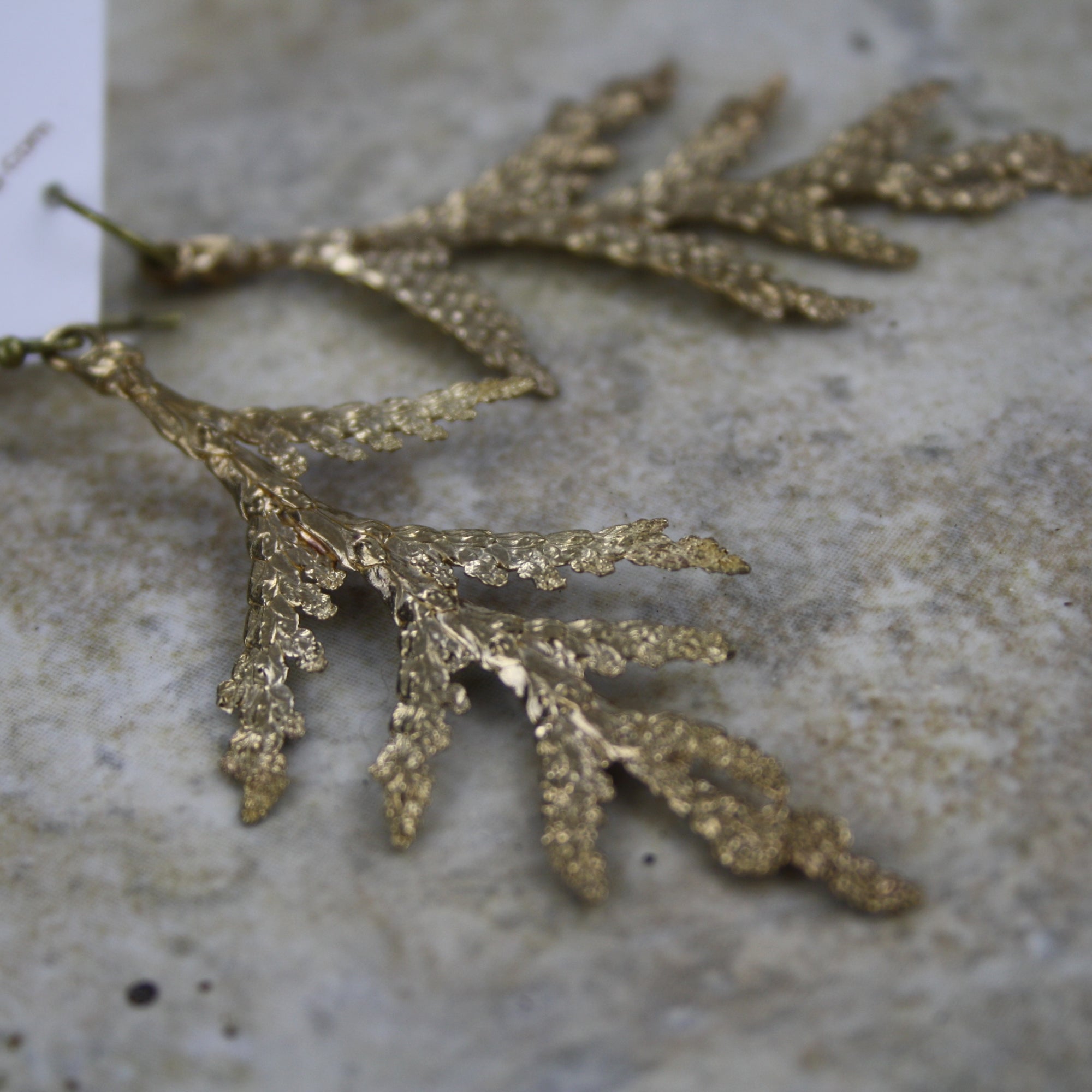 Large White Cedar Earrings in Bronze